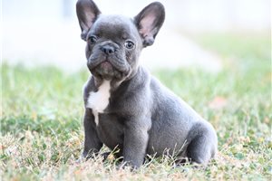 Baxter - French Bulldog for sale