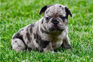 Nate - French Bulldog for sale