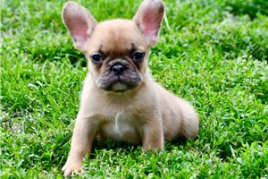 Ozzy - French Bulldog for sale
