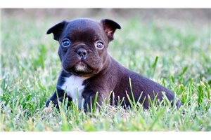 Einstein - puppy for sale