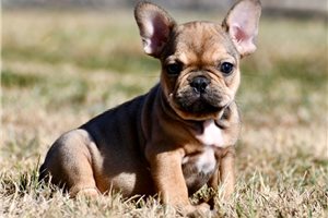 Kimbra - French Bulldog for sale