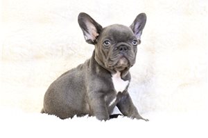 Captain - French Bulldog for sale