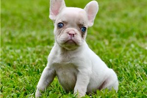 Oxana - French Bulldog for sale
