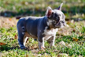 Esme - French Bulldog for sale