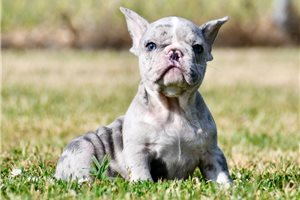 Beau - French Bulldog for sale