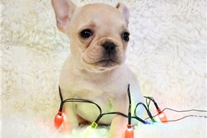 Calla - French Bulldog for sale