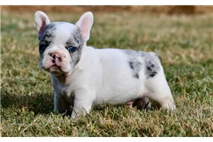 Hamlet - French Bulldog for sale