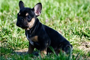 Iota - French Bulldog for sale