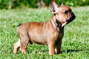 Owen - puppy for sale