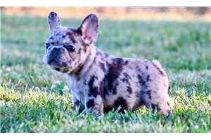 Felicity - French Bulldog for sale