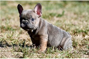 Marigold - French Bulldog for sale