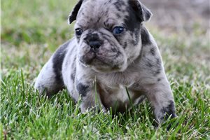 Nate - French Bulldog for sale