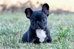 Akira - puppy for sale