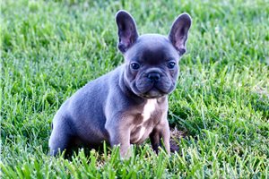 Janelle - French Bulldog for sale