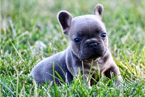 Harvey - French Bulldog for sale