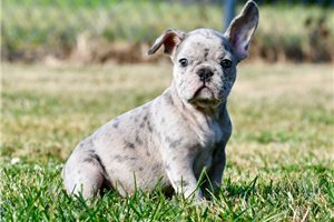 Baylor - French Bulldog for sale