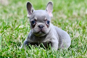 Candace - puppy for sale