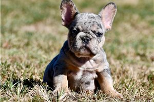 Maestro - French Bulldog for sale
