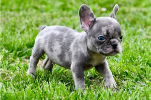Rhett - puppy for sale