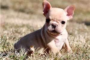 Kimball - puppy for sale