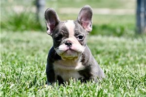 Beethoven - French Bulldog for sale