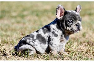 Mariella - French Bulldog for sale