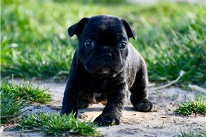 Fancy - puppy for sale