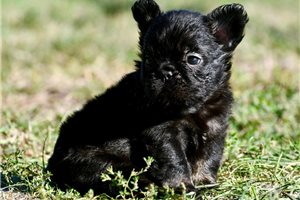 Tiggy - puppy for sale