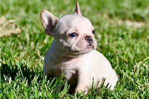 Lance - puppy for sale