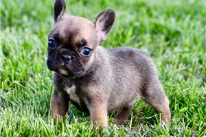 Orchid - puppy for sale