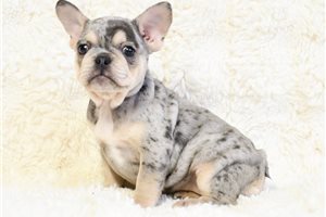 Darla - French Bulldog for sale