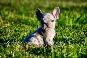 Ocean - puppy for sale