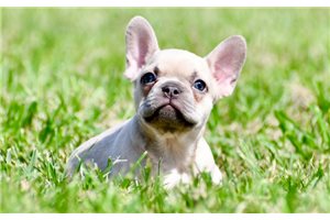 Carlton - puppy for sale