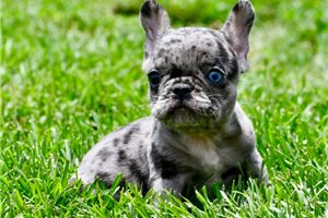 Roman - puppy for sale