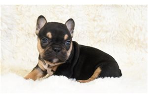 Iris - French Bulldog for sale