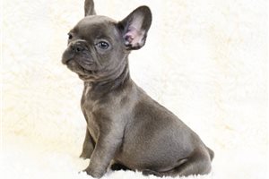 Brendon - French Bulldog for sale
