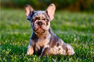 Bella - French Bulldog for sale
