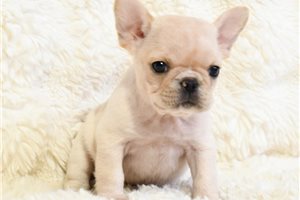 Stella - French Bulldog for sale