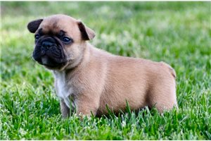 Maxine - French Bulldog for sale