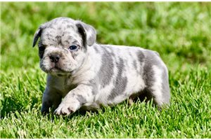 Chase - French Bulldog for sale