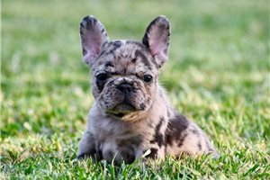 Felicity - French Bulldog for sale