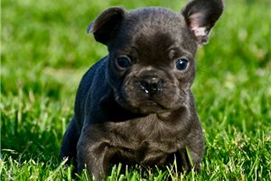 Koen - puppy for sale