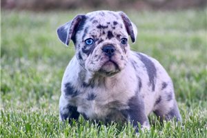 Beck - puppy for sale