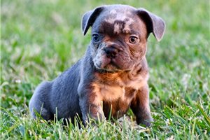 Brego - puppy for sale