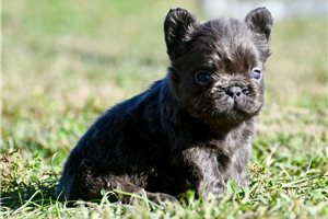 Titus - puppy for sale