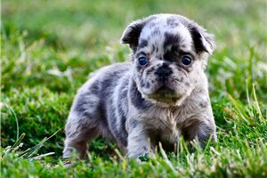 Holly - puppy for sale
