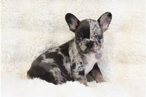 Nick - French Bulldog for sale