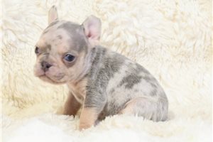 Idris - French Bulldog for sale