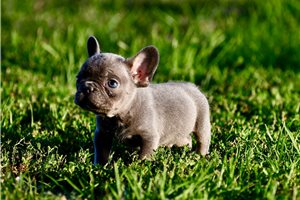 Oliver - puppy for sale