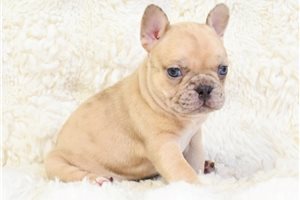 Isabella - puppy for sale